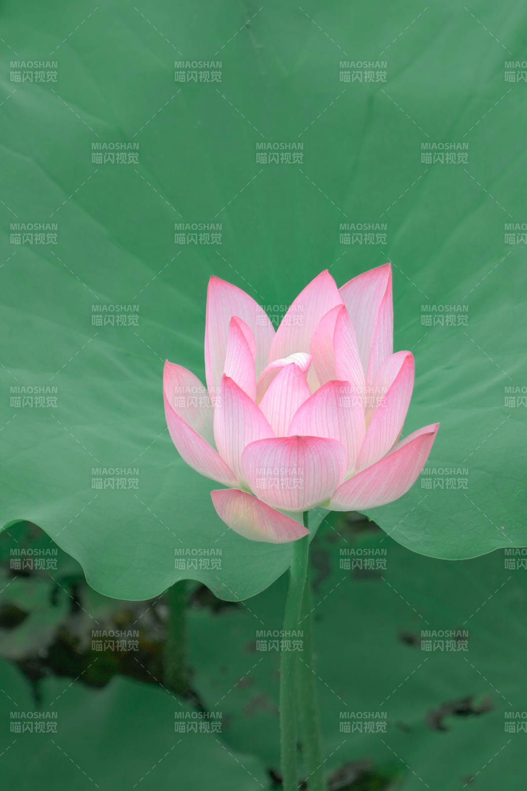 粉嫩蓮花靜謐綻放