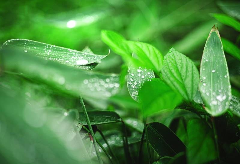 雨后綠葉上的水珠