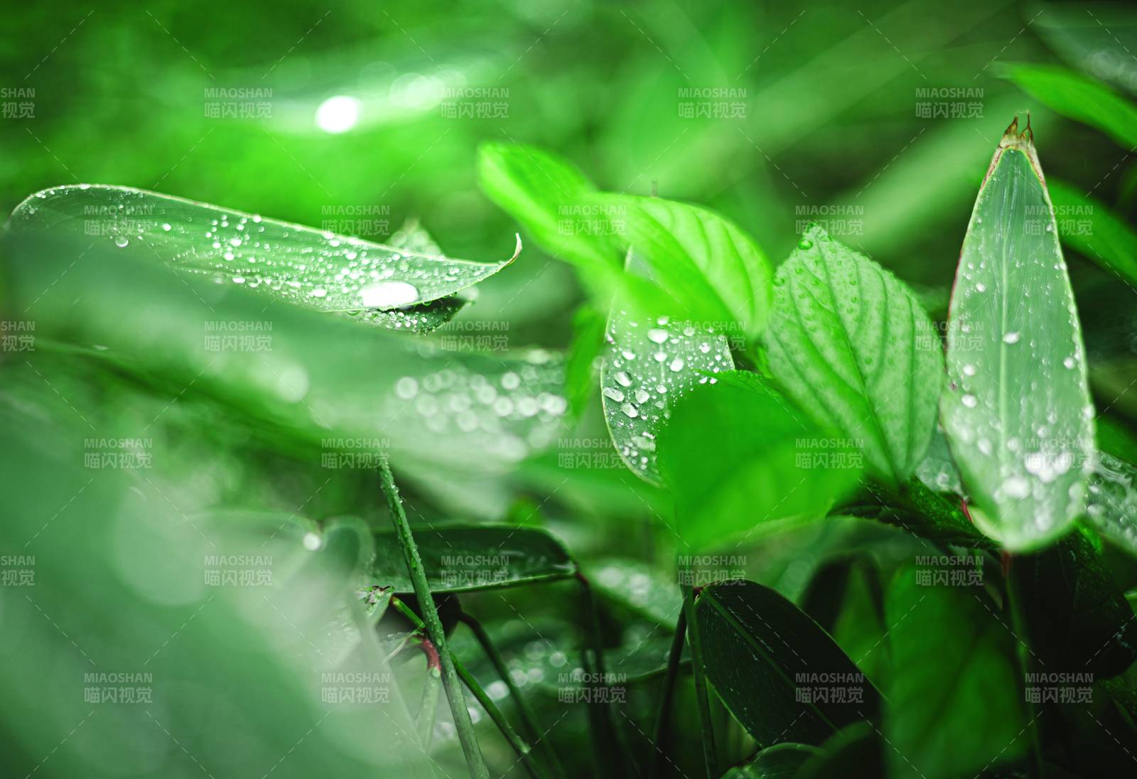 雨后綠葉上的水珠