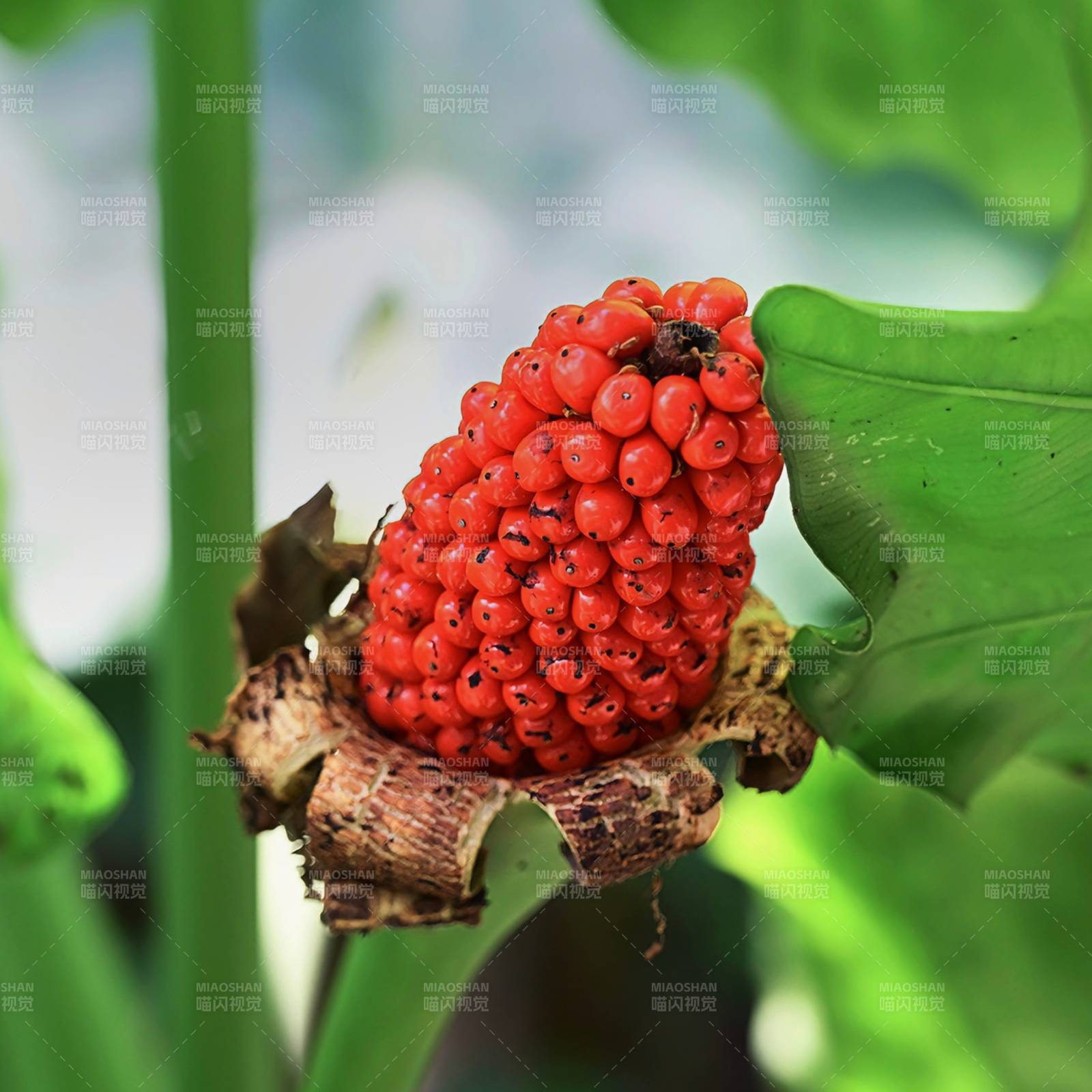 紅果綠葉植物特寫