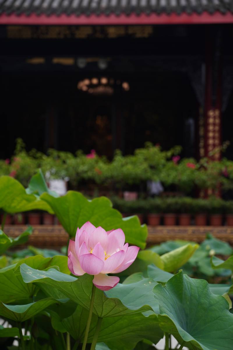 莲花盛开 古寺静谧