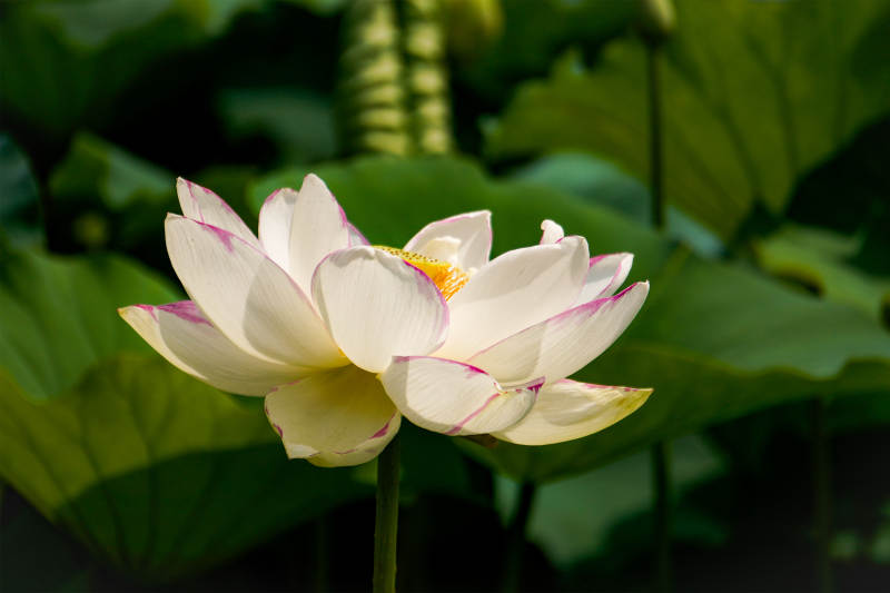 蓮花綻放 清新雅致