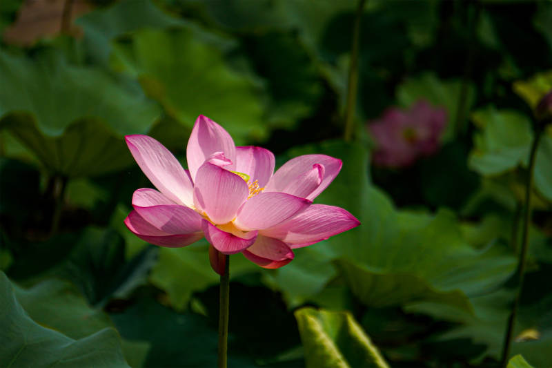 池塘中的粉色蓮花