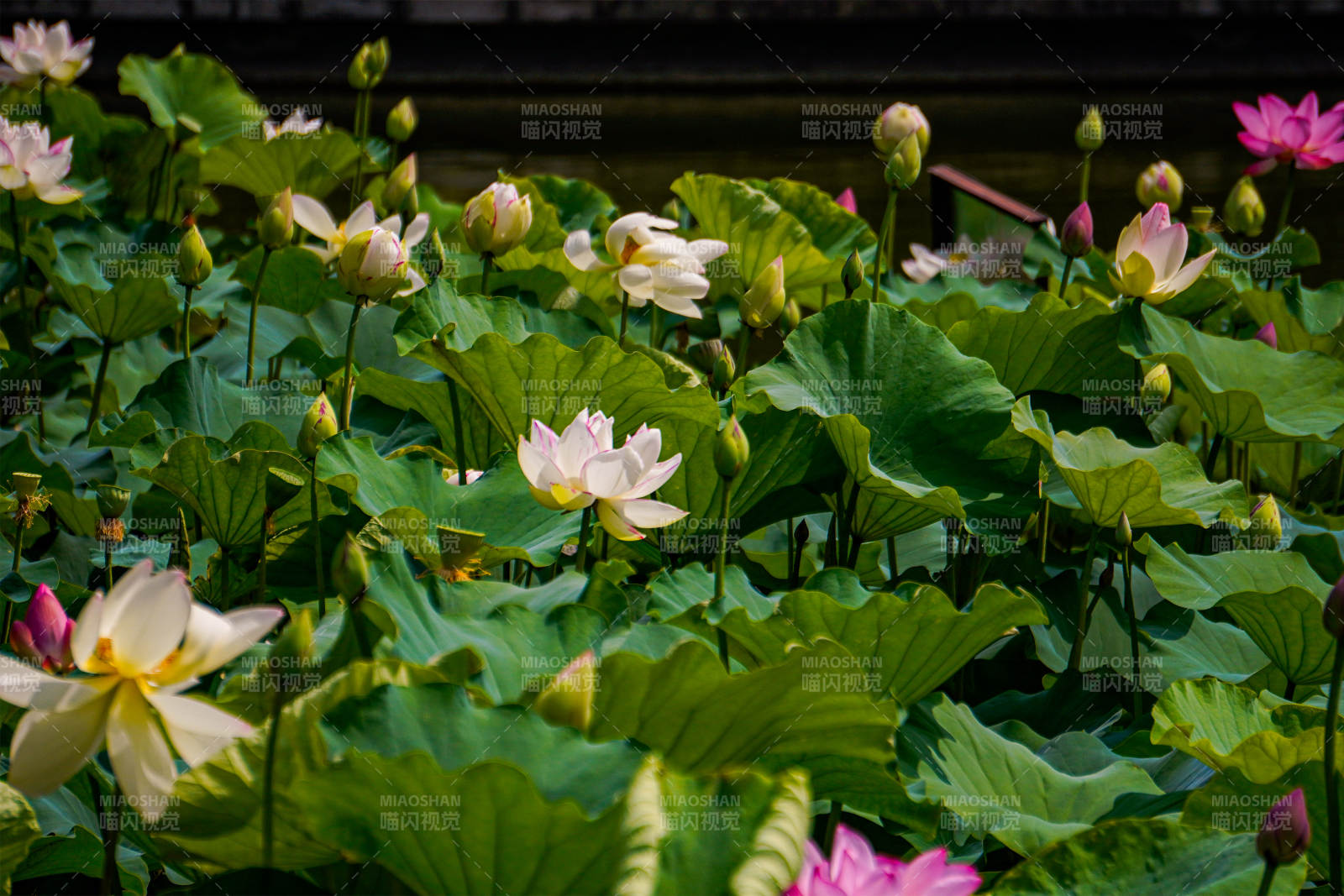 荷塘盛景 蓮花綻放