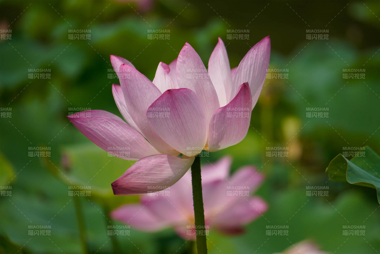 粉色蓮花靜謐綻放