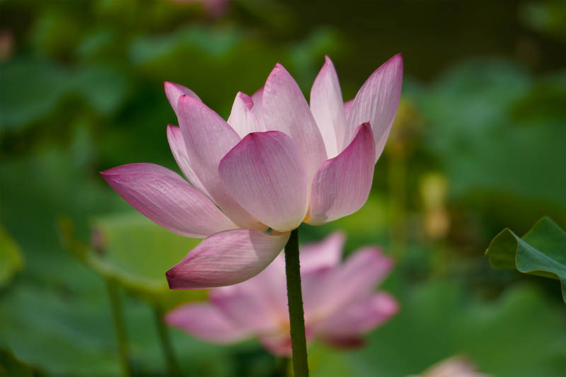 粉色蓮花靜謐綻放
