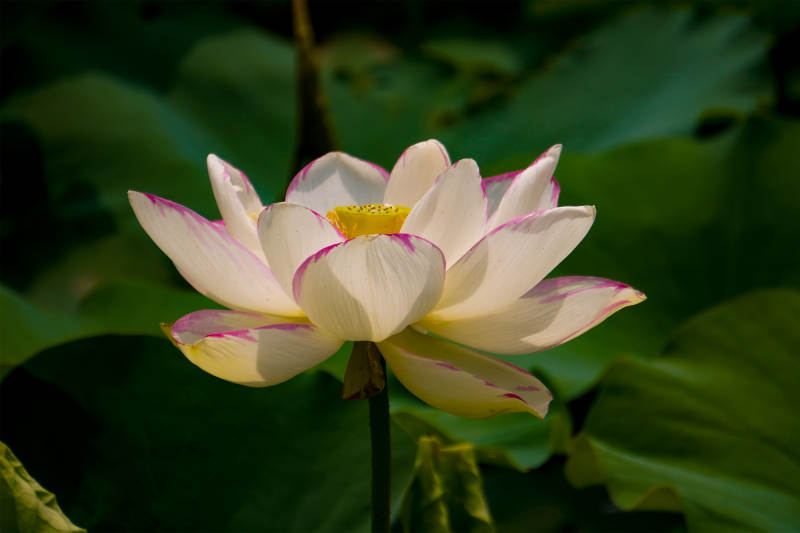 蓮花綻放 清新雅致