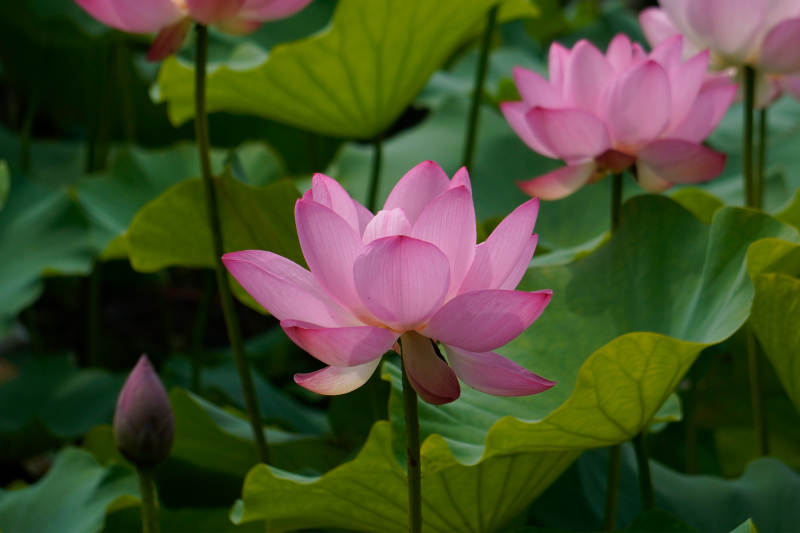 粉色蓮花綻放于綠葉間