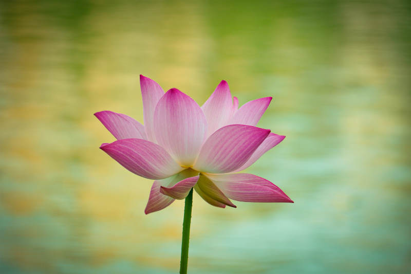 池中綻放的粉色蓮花