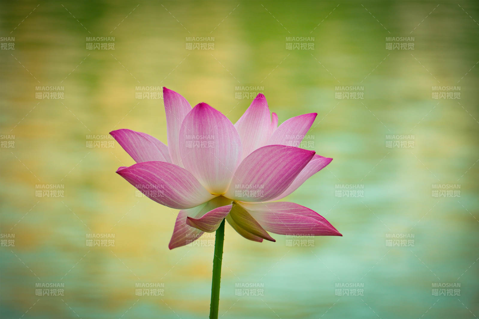 池中綻放的粉色蓮花