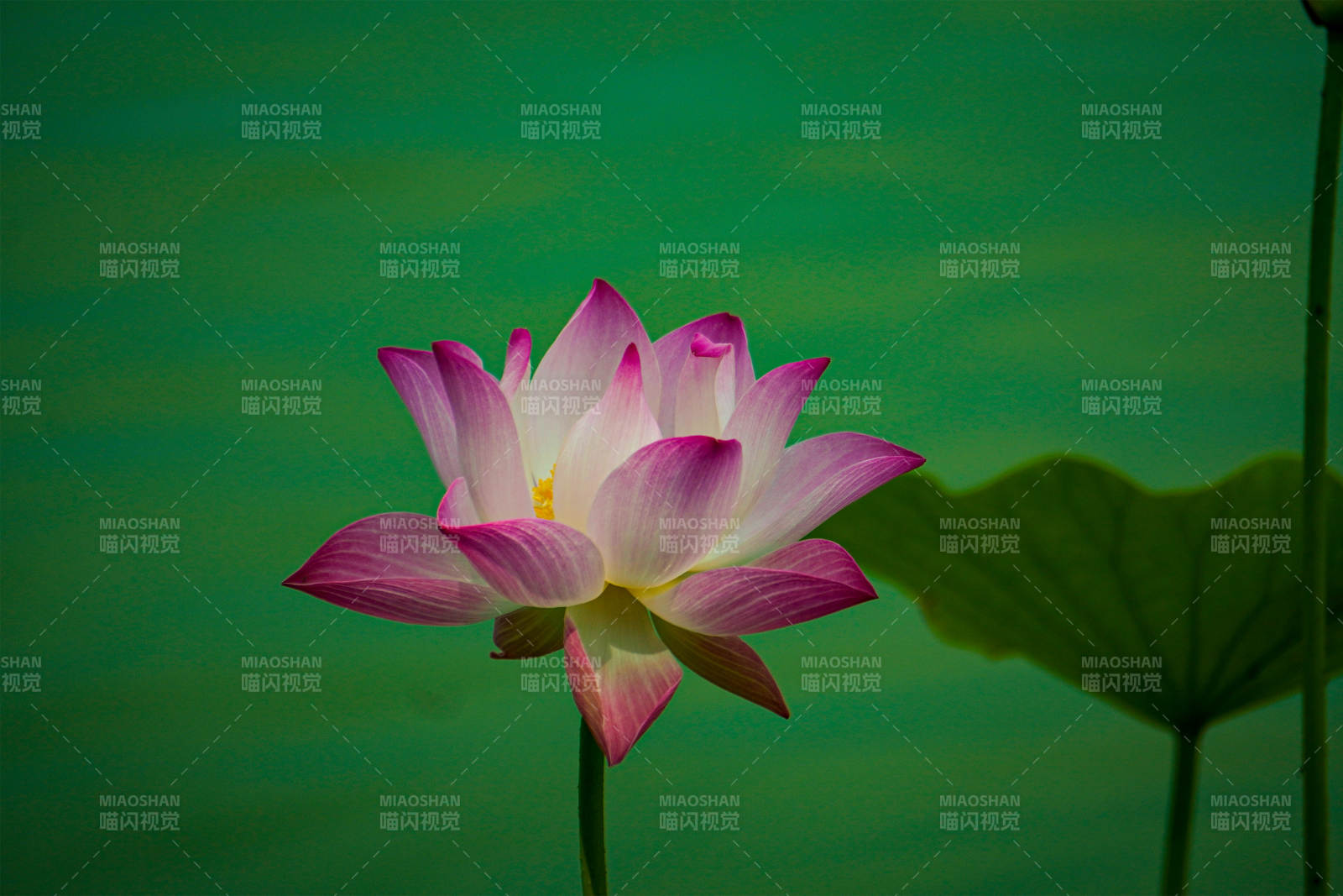 池中蓮花靜謐綻放