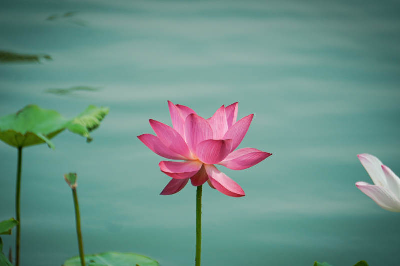 池中綻放的粉色蓮花