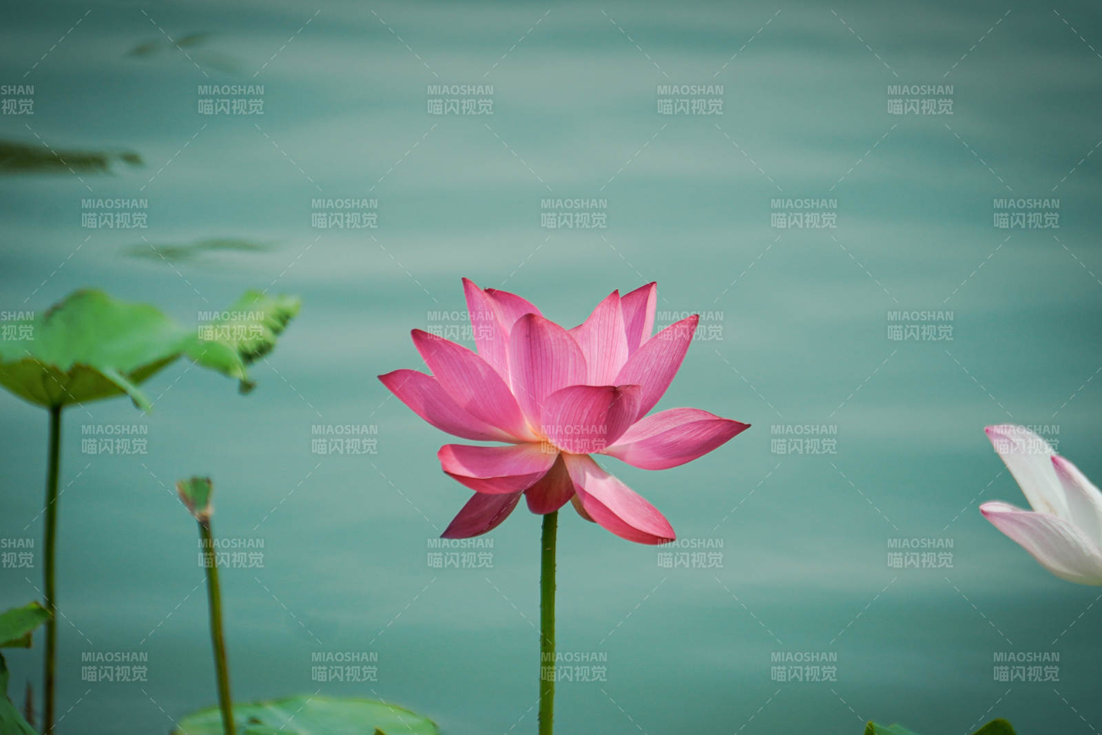 池中綻放的粉色蓮花