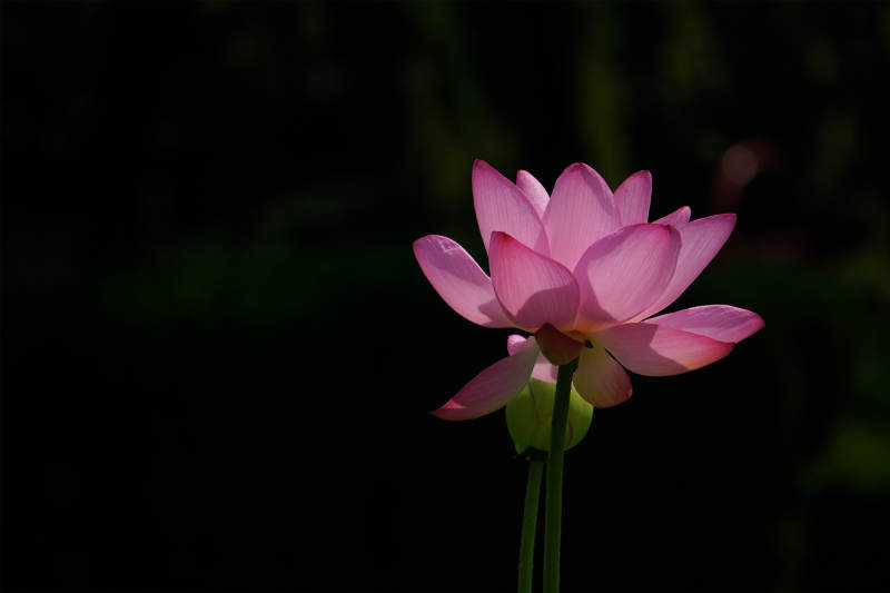 靜謐夜色中的蓮花綻放