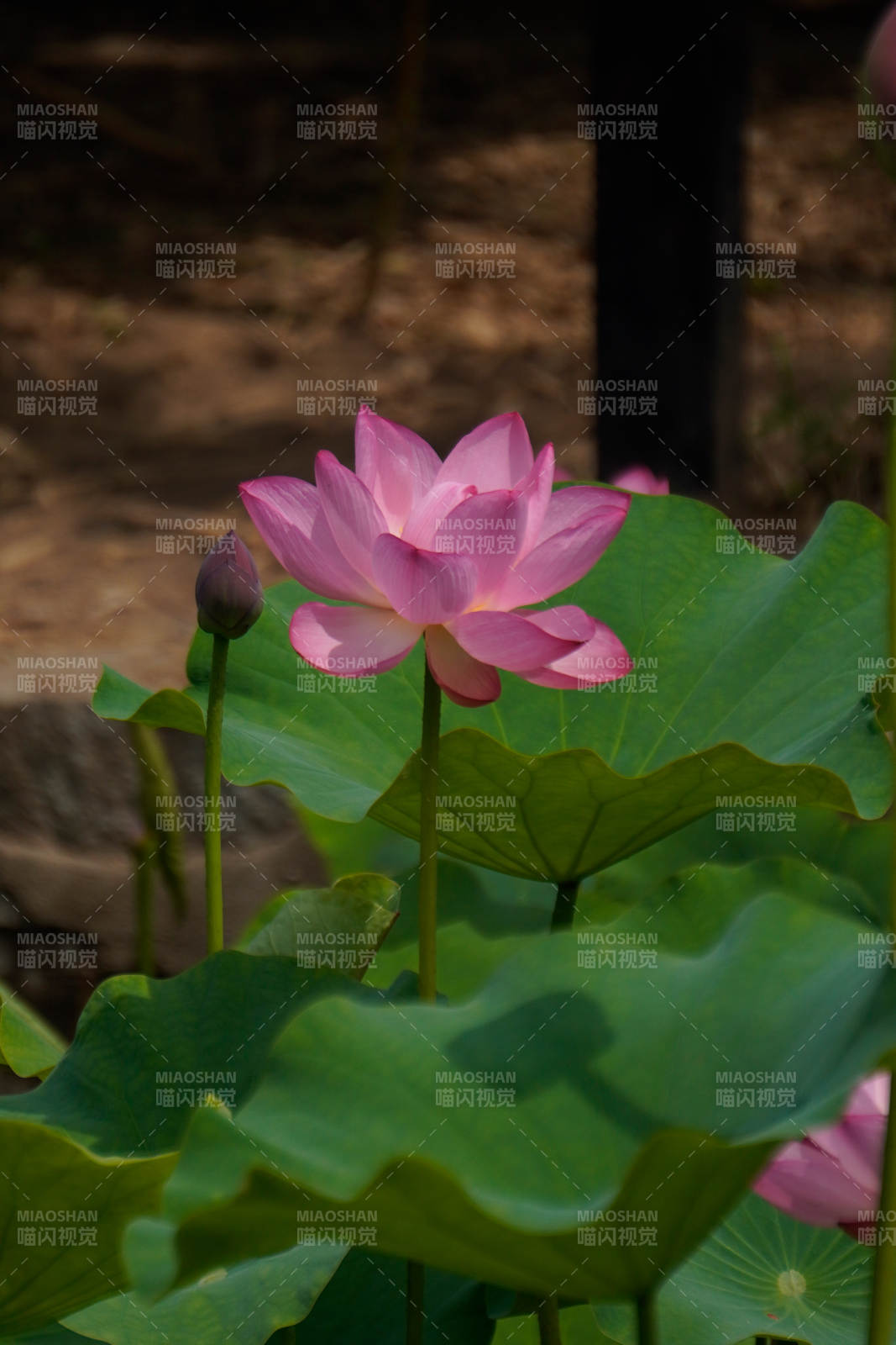 粉蓮靜綻綠葉間