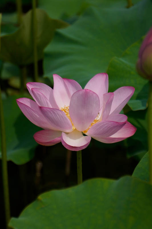 粉色蓮花綻放于綠葉間
