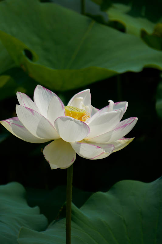 白蓮綻放 清新雅致