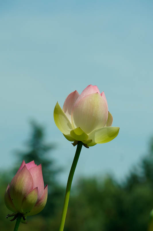 蓮花初綻 靜謐之美