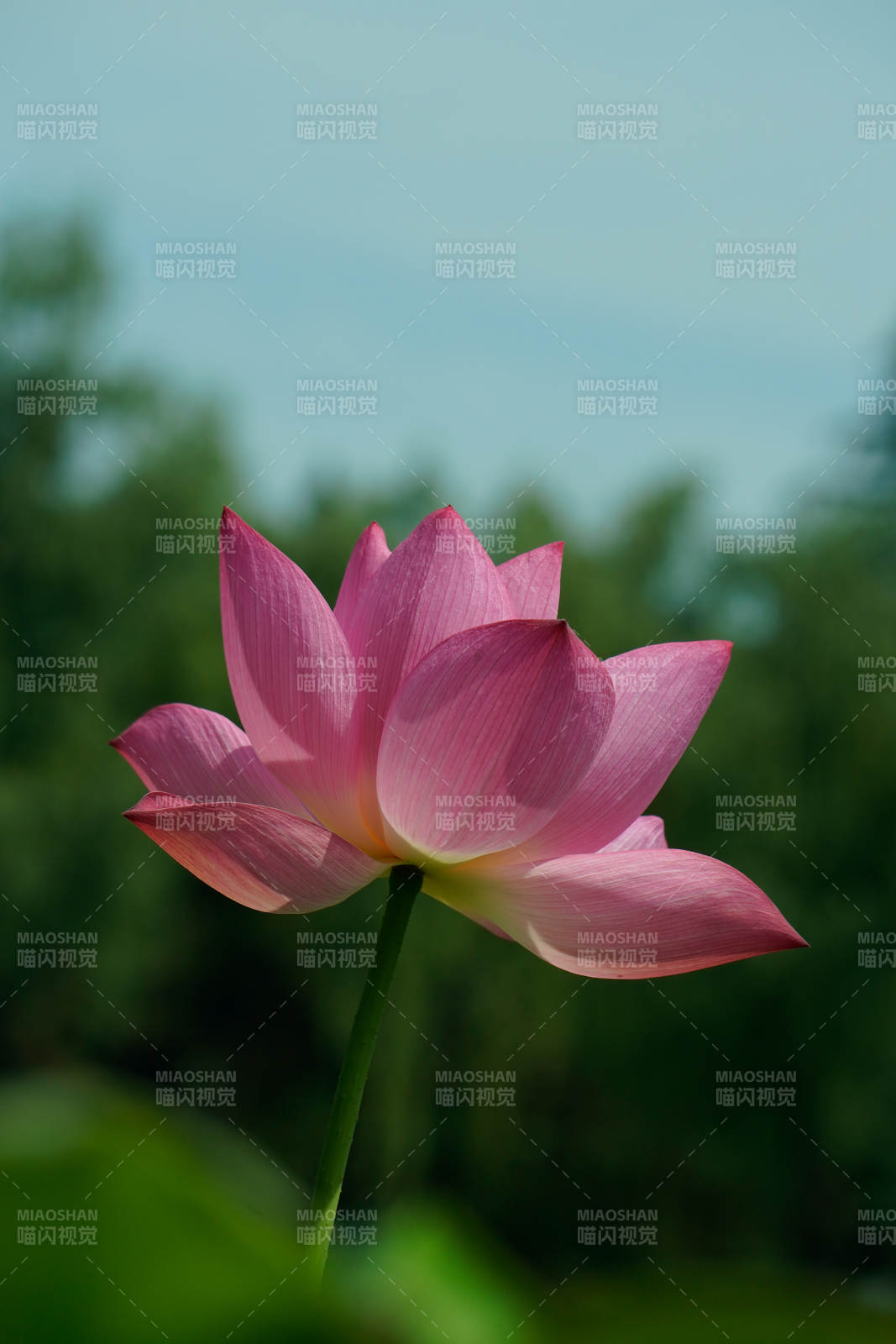 粉嫩蓮花靜謐綻放