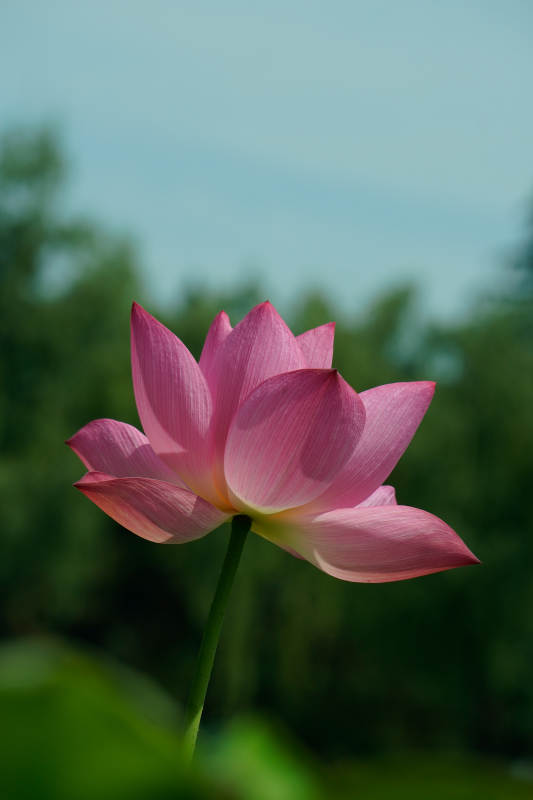 粉嫩蓮花靜謐綻放