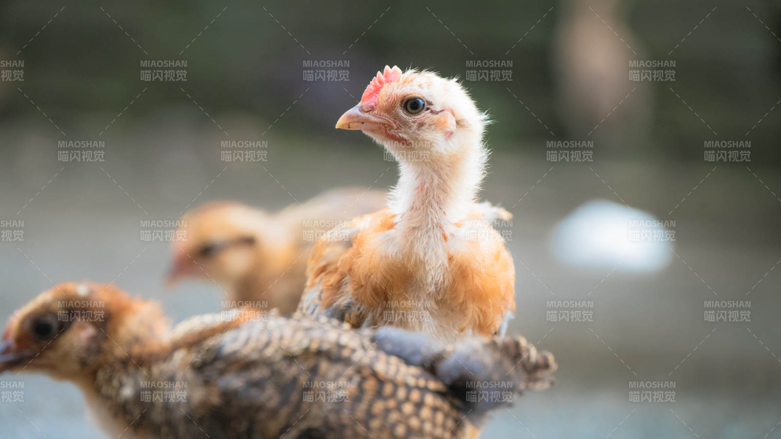 小雞在戶外探索世界