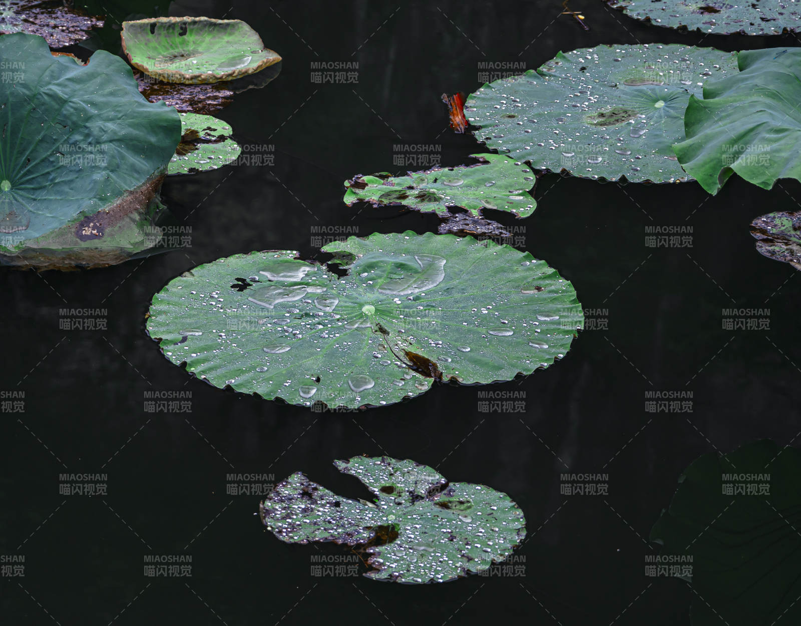 雨后荷葉上的水珠