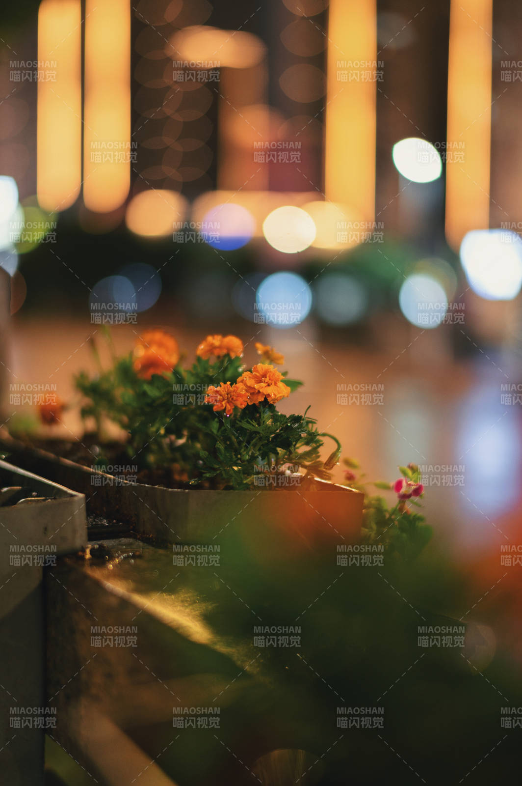夜景中的花盆