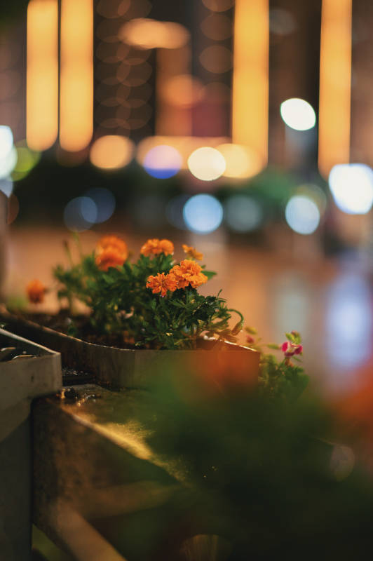 夜景中的花盆