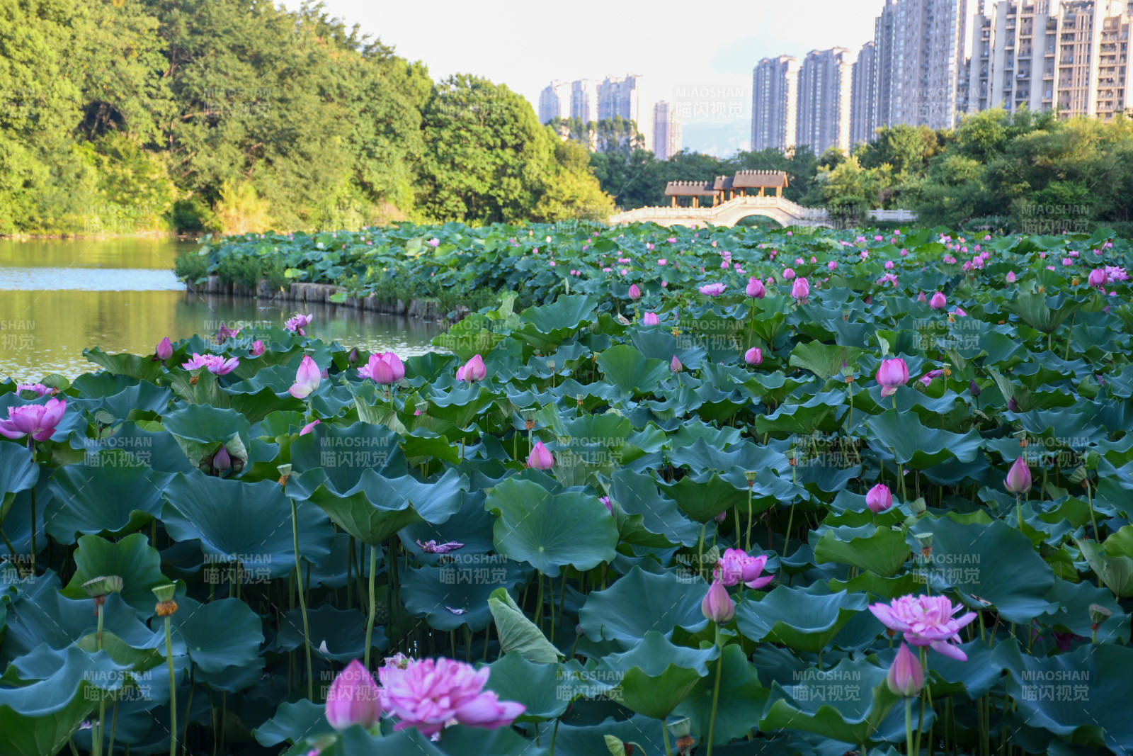 荷塘盛景 綠葉映花紅