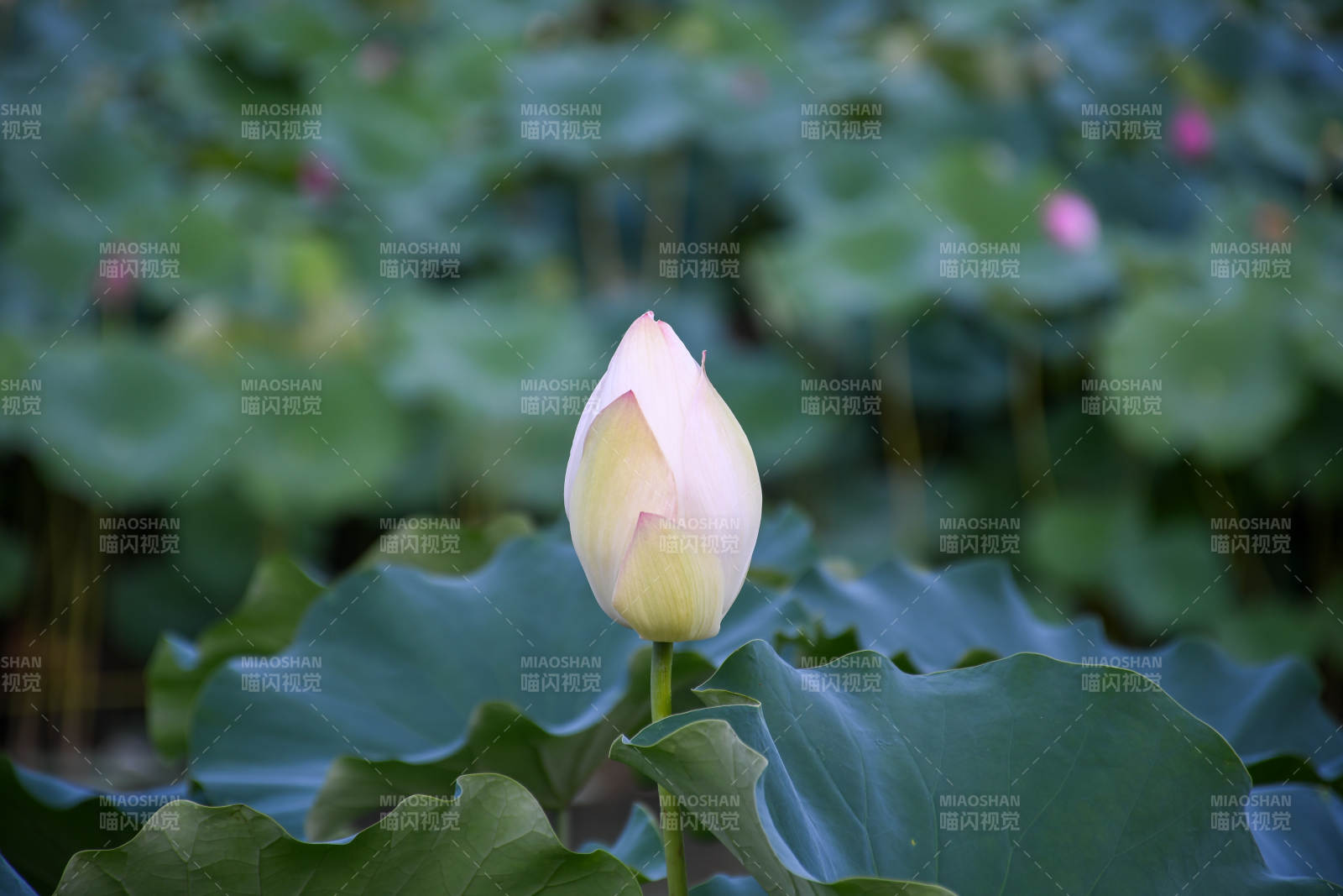 含苞待放的蓮花