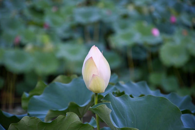 含苞待放的蓮花