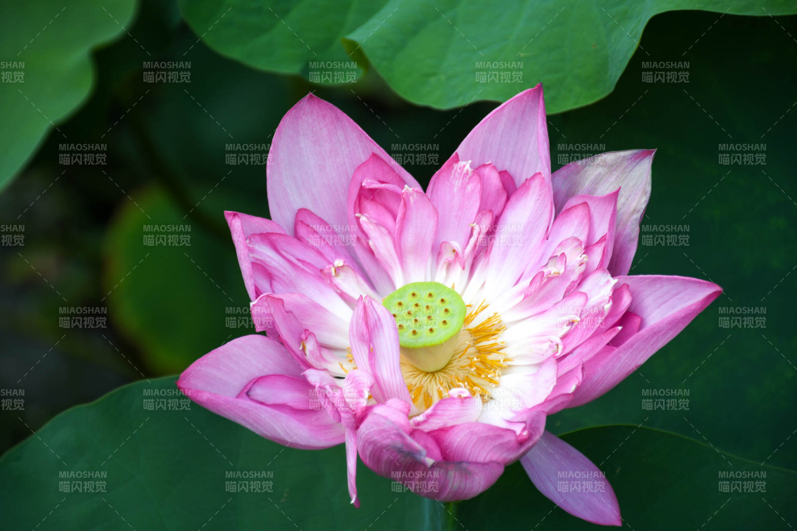 粉色蓮花綻放于綠葉間