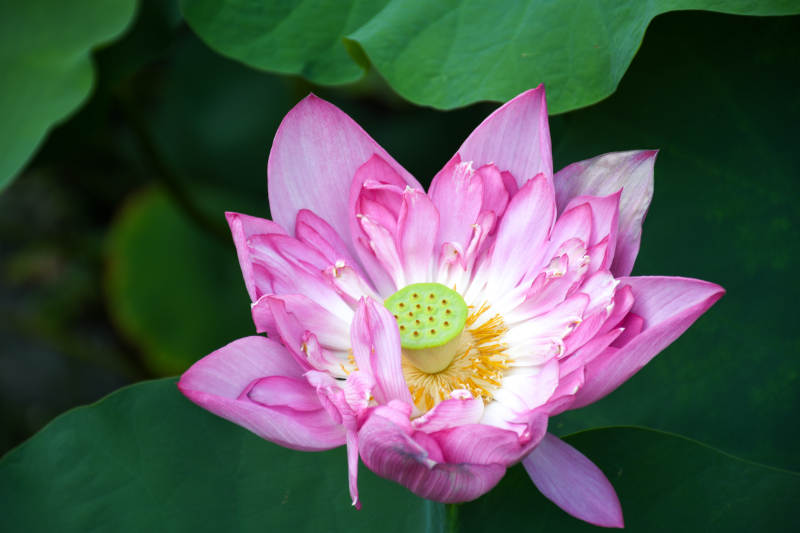 粉色蓮花綻放于綠葉間