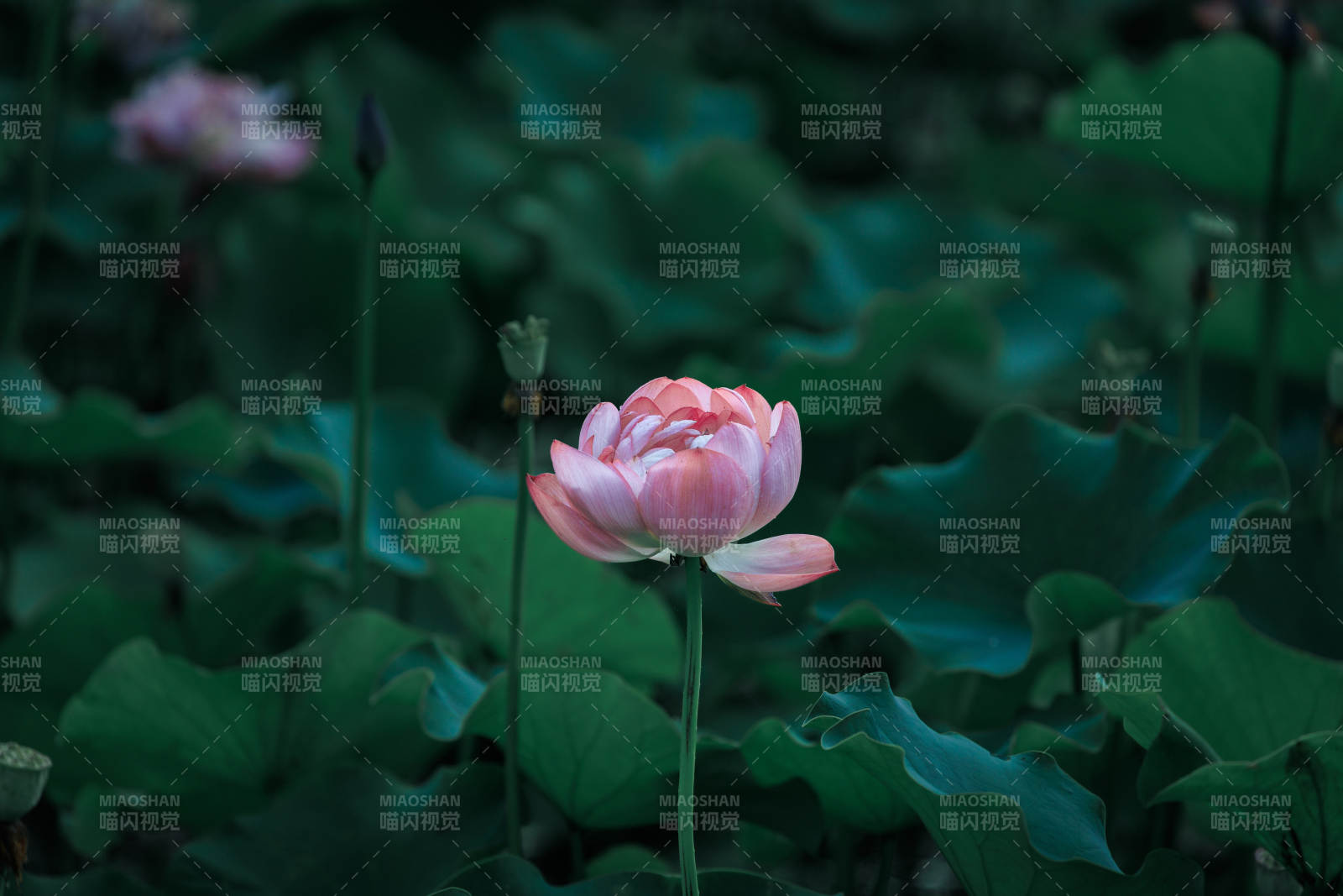 池塘中的粉色蓮花