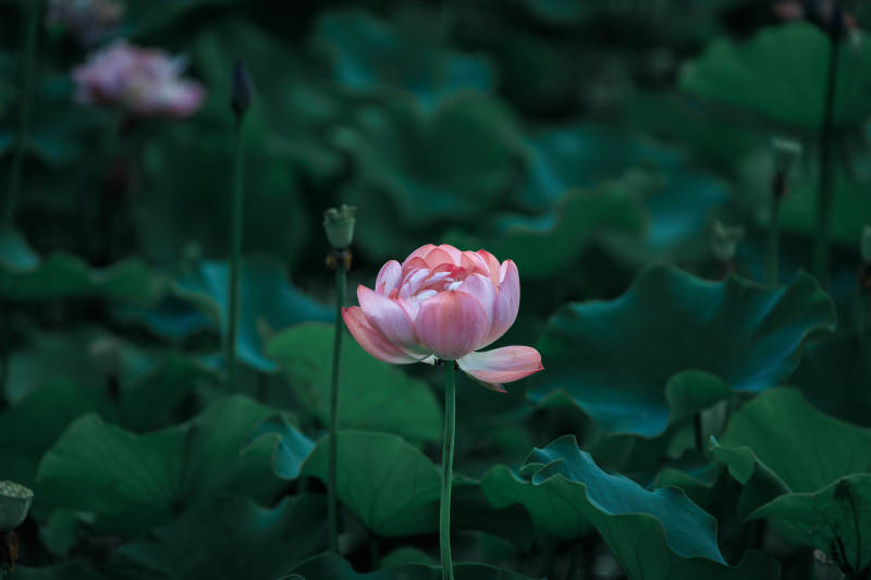 池塘中的粉色蓮花