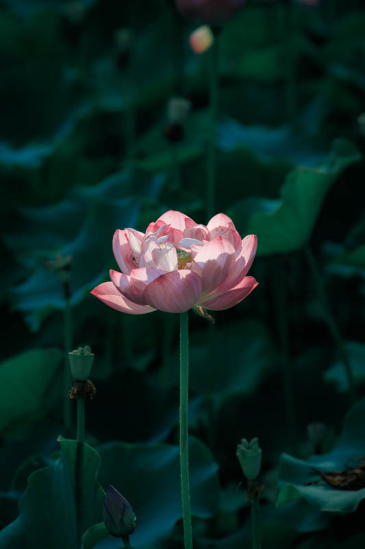 池中蓮花靜謐綻放
