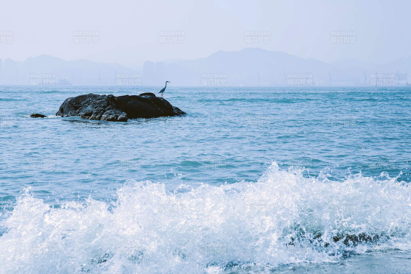 海邊巖石上的白鷺