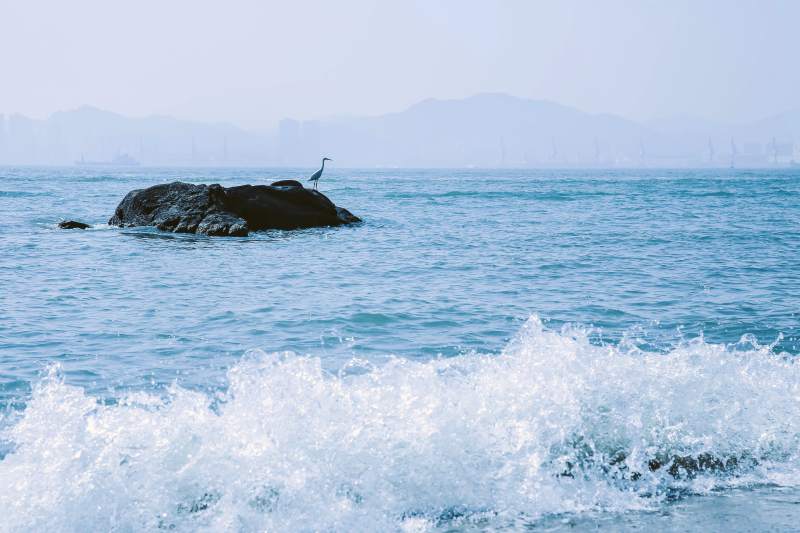 海邊巖石上的白鷺