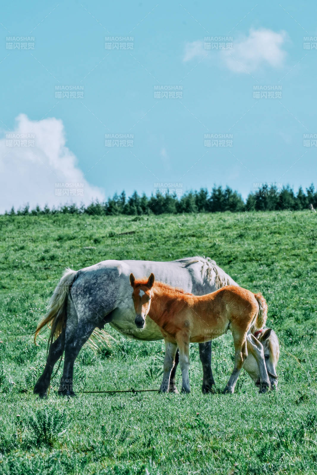 草原上的母馬與小馬駒