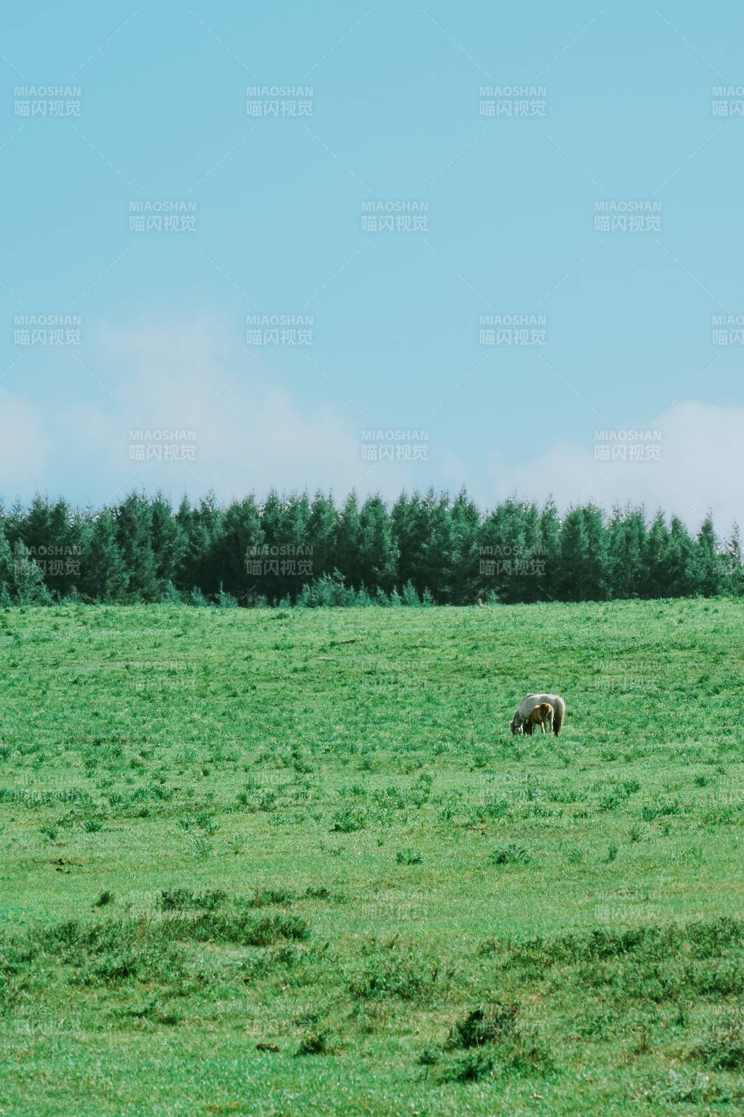 草原上的孤獨(dú)馬兒