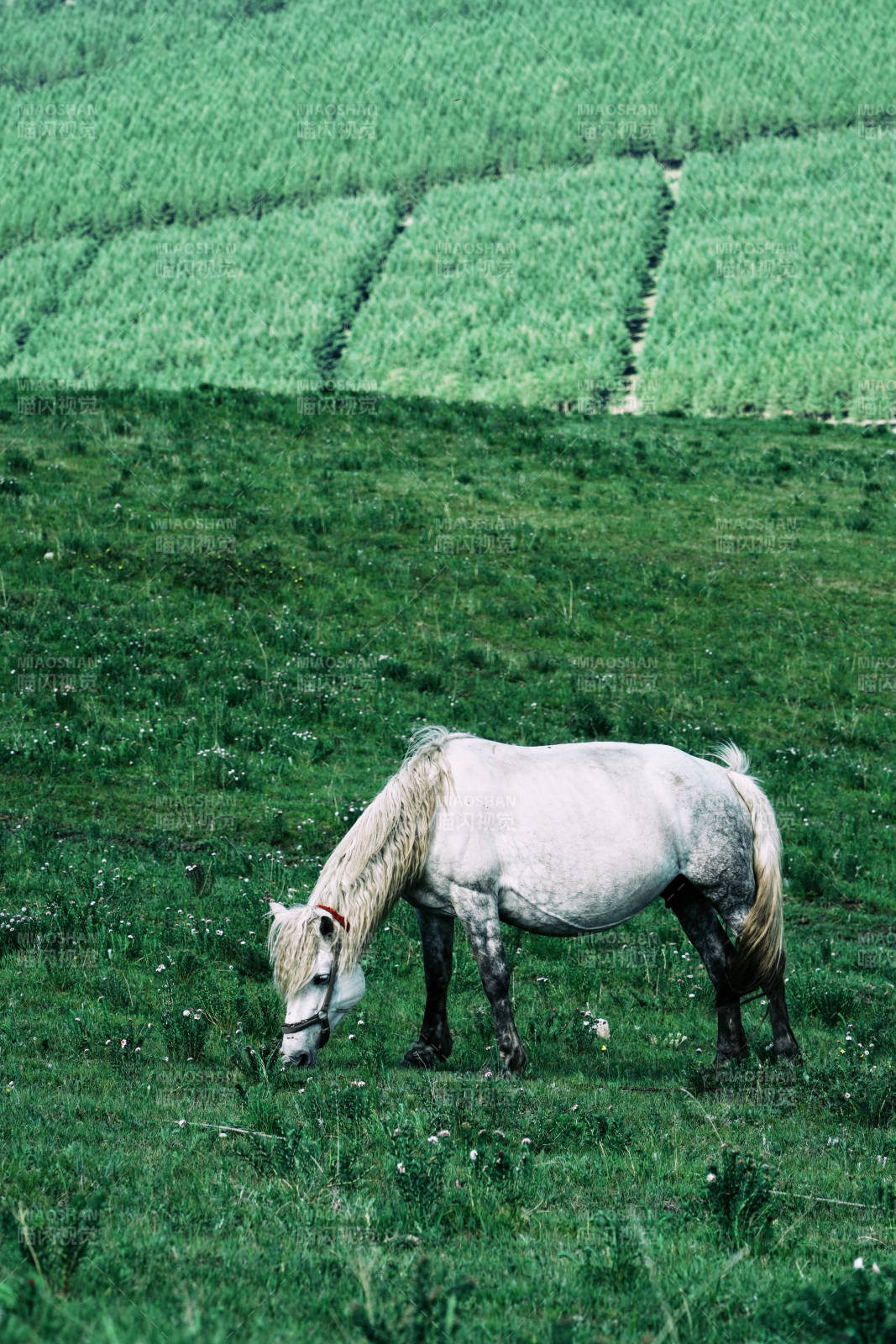 草地上的白馬