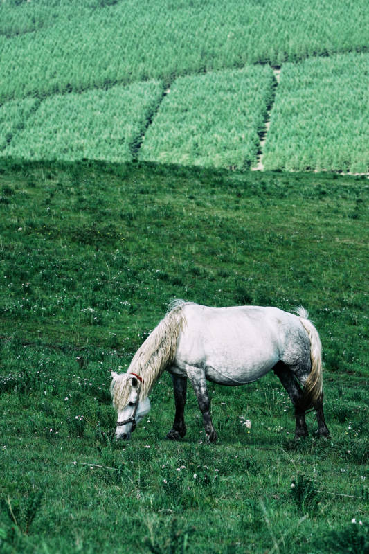草地上的白馬