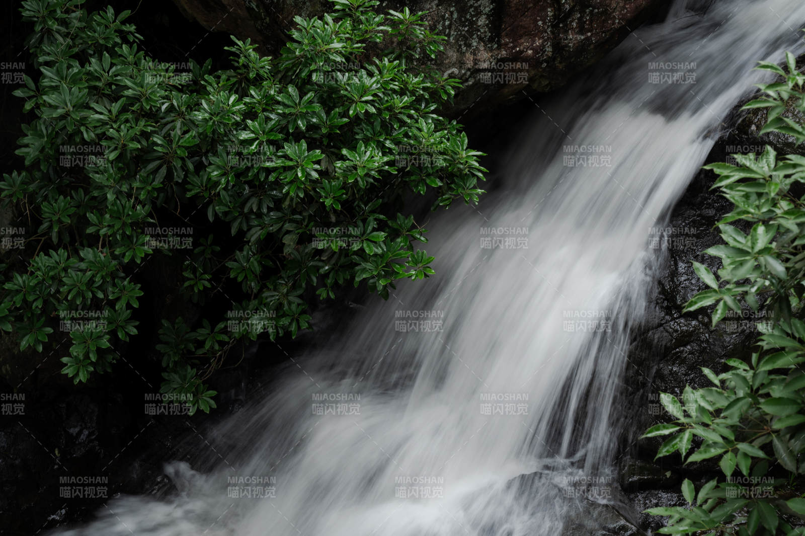 山澗流水 綠植相伴