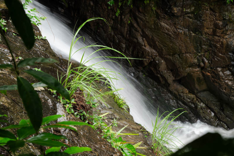 山澗溪流 綠植相伴
