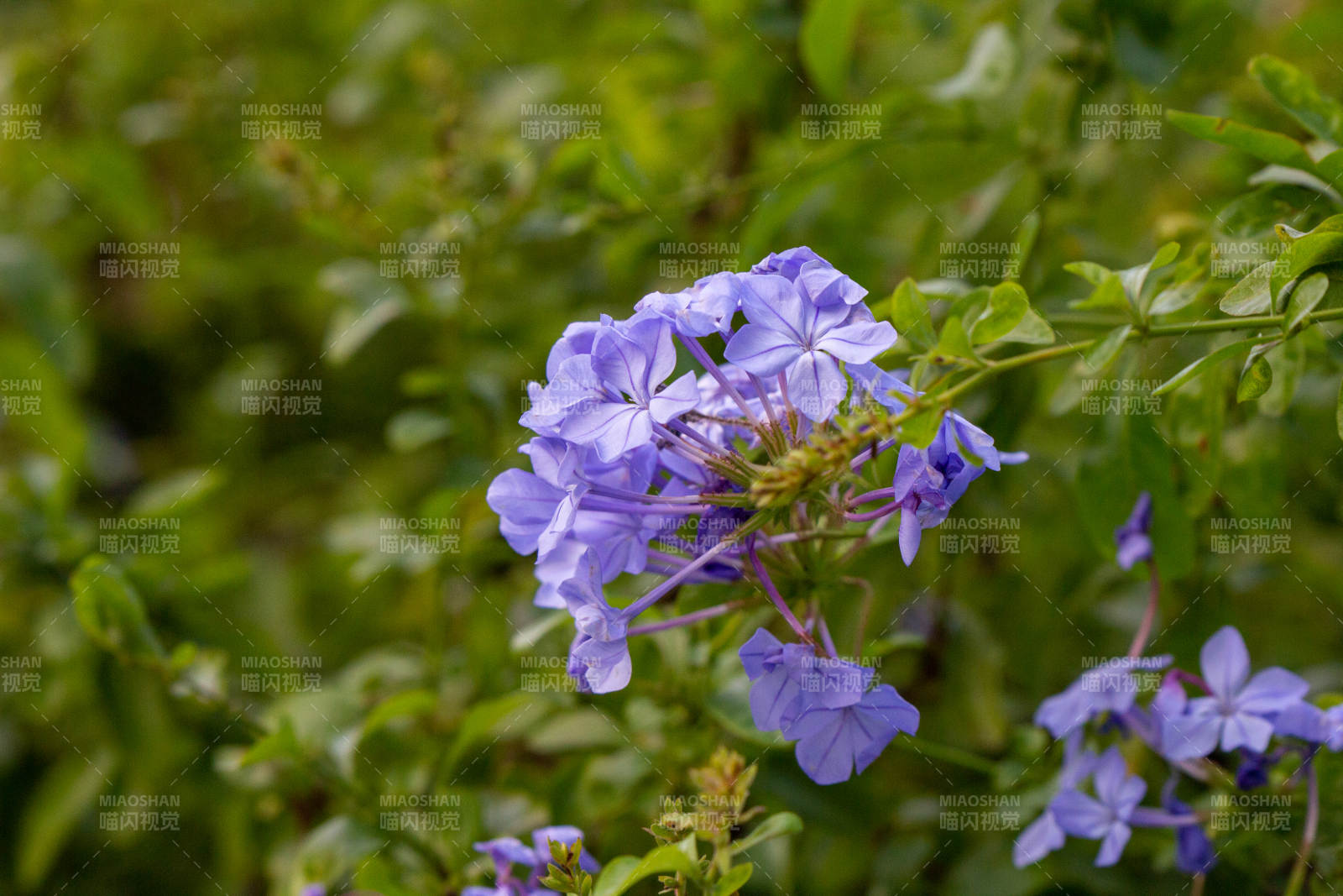 紫色小花在綠葉中綻放