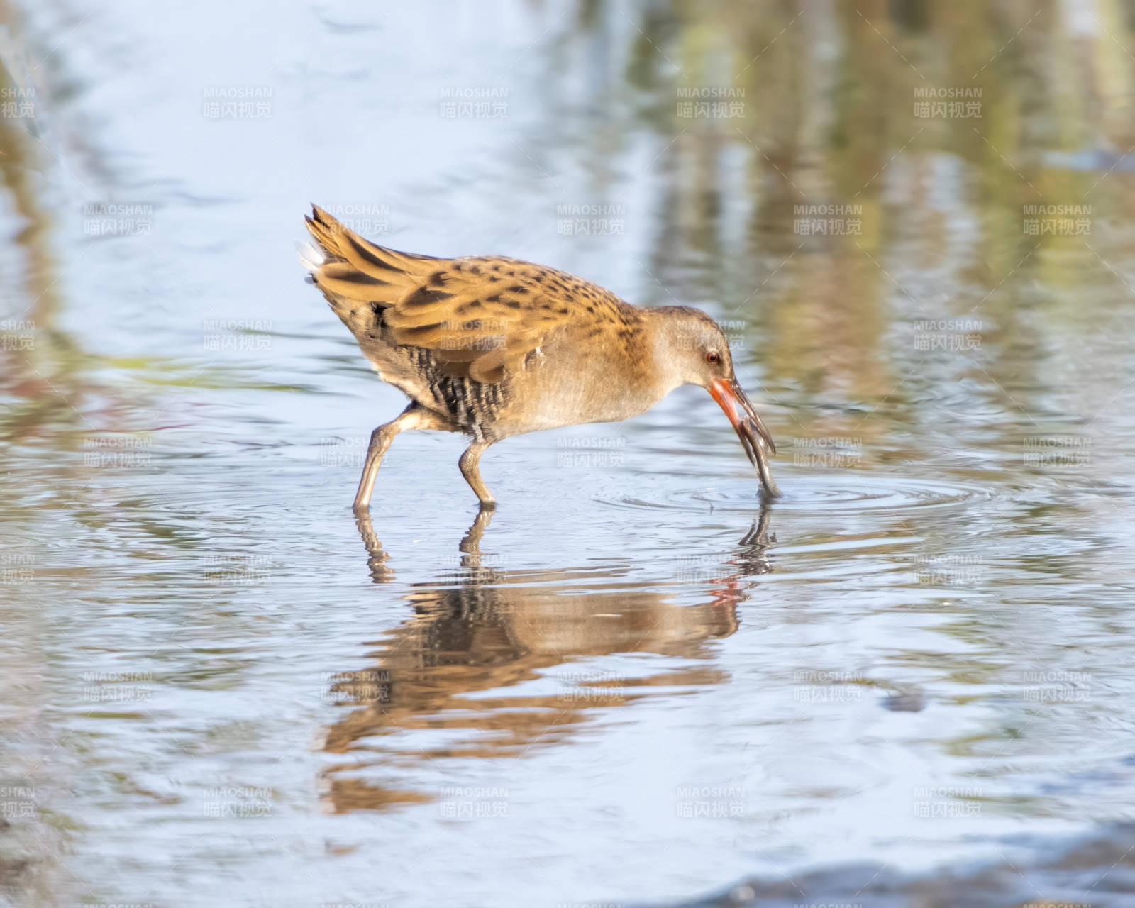 水鳥覓食瞬間