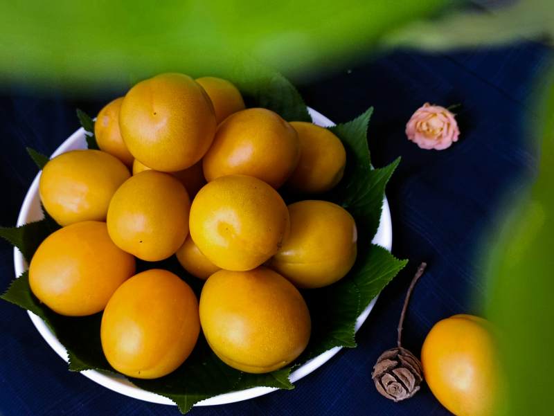 金黃果實 綠葉點綴