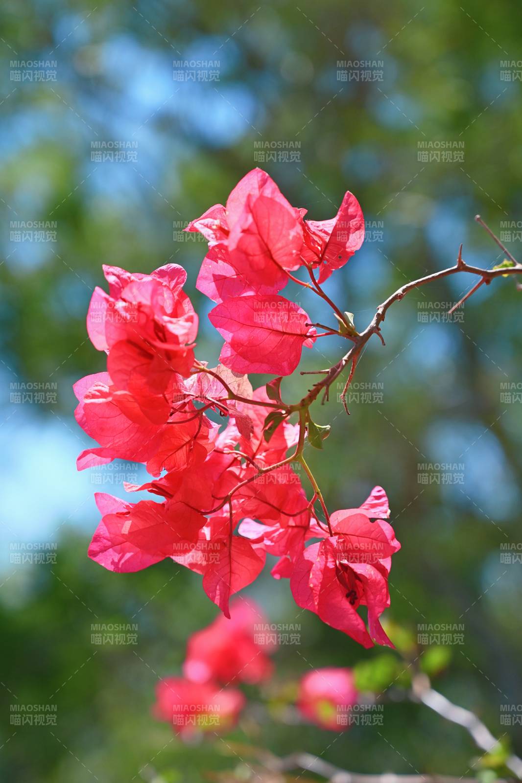 紅色三角梅在陽光下綻放