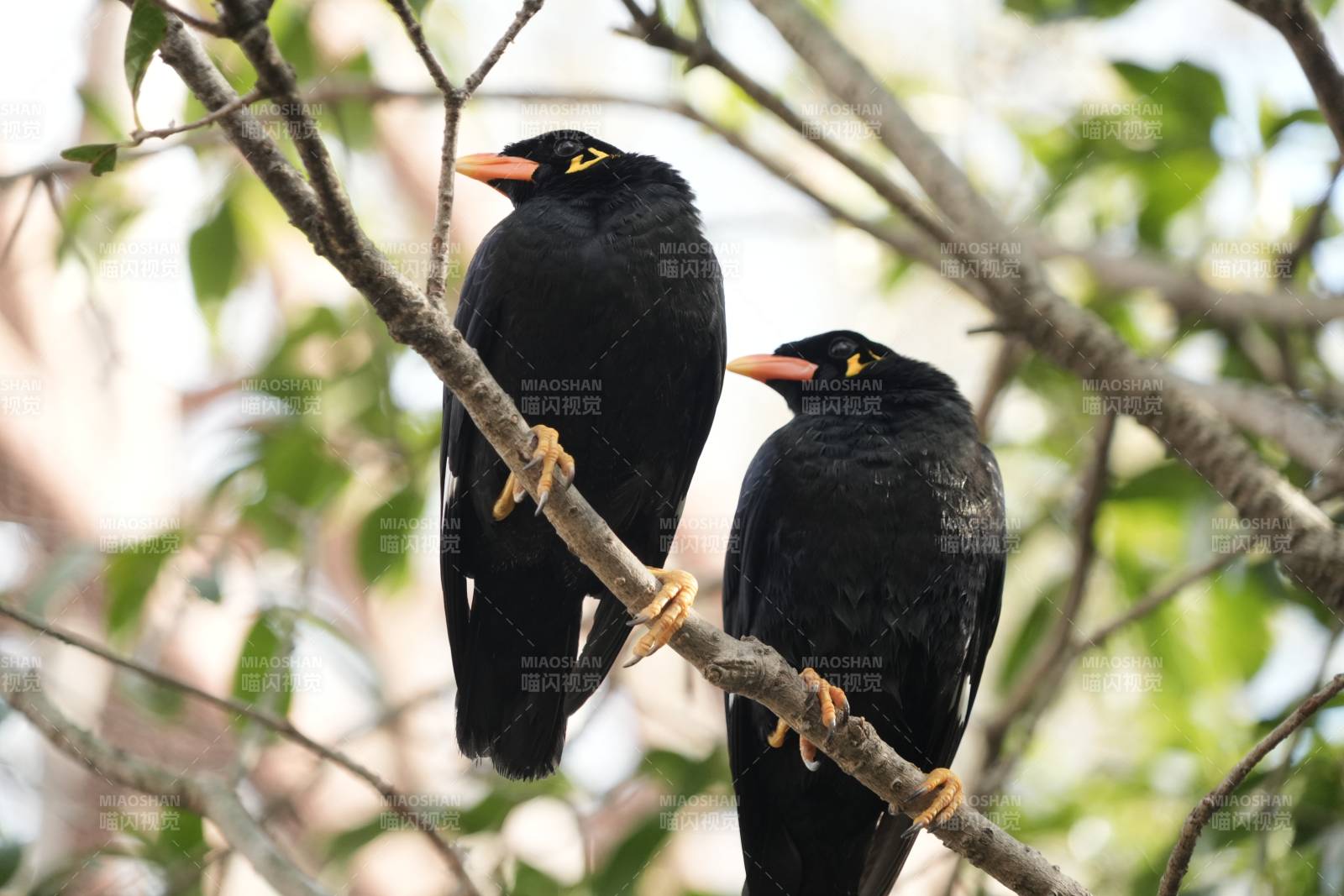 樹上的兩只黑鳥