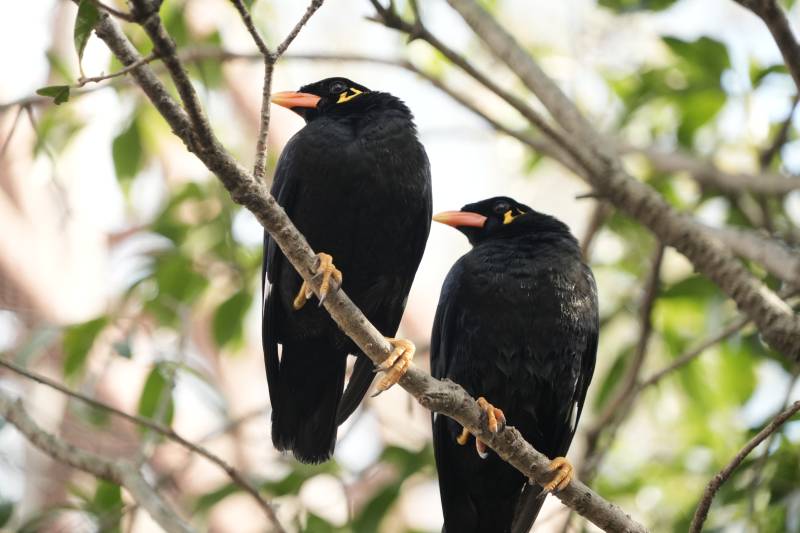 樹上的兩只黑鳥